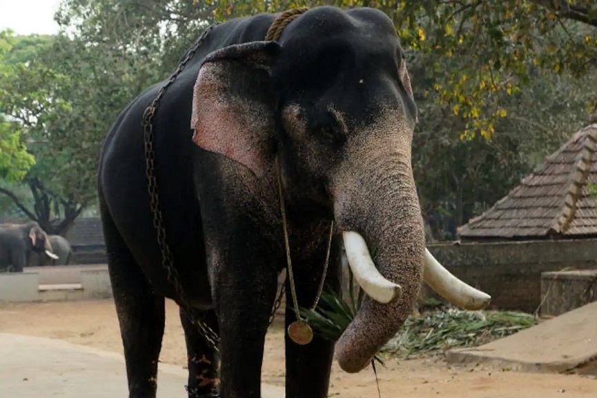 elephant elephant