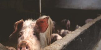 เดเดคเตเดค เดชเดจเตเดจเดฟเดเดณเตเดฏเตเด เดชเดดเดเดฟเดฏ เดชเดจเตเดจเดฟเดฏเดฟเดฑเดเตเดเดฟเดฏเตเด เดชเดฟเดเดฟเดเตเดเดฟ