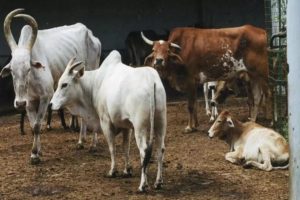 cow slaughter bill