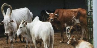 cow slaughter bill