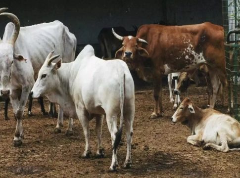 cow slaughter bill