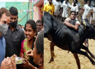ജല്ലിക്കെട്ടിൽ താരമായി രാഹുല്ഗാന്ധി; ക്വാറന്റെയിൻ ലംഘിച്ചെന്ന പരാതിയിൽ രാഹുലിനെതിരെ കേസും Rahulghandi at Jellikkettu 2021