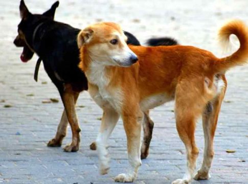 Street-Dog