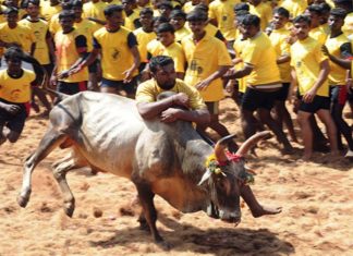 ജെല്ലിക്കെട്ട്; മധുരയില് 4 പേര്ക്ക് പരിക്ക്, രാഹുല്ഗാന്ധി ഇന്ന് സന്ദര്ശിക്കും jallikkattu