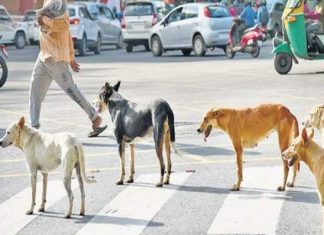 street dogs