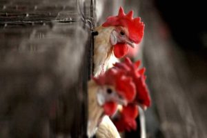 Bird flu in maharashtra