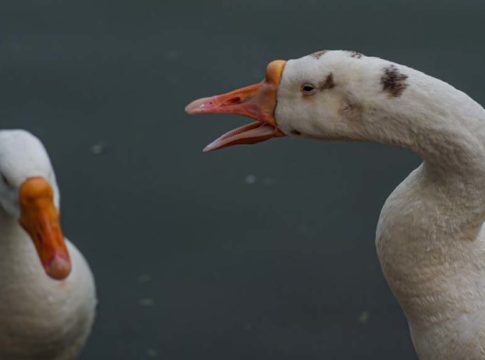 പക്ഷിപ്പനി; പുതിയ കേസുകളില്ല, ആലപ്പുഴയിലെ നിയന്ത്രണങ്ങൾ നീക്കി bird flu virus