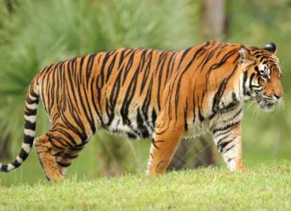 രണ്ട് ദിവസമായി കടുവ ജനവാസ മേഖലയിൽ; ആശങ്കയിൽ നാട്, സ്കൂളുകൾക്ക് അവധി Tiger-in-Wayanad