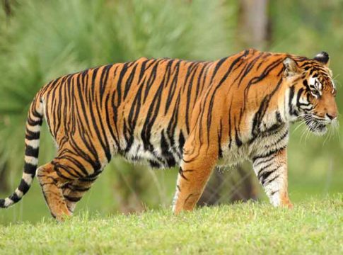Tiger-in-Wayanad