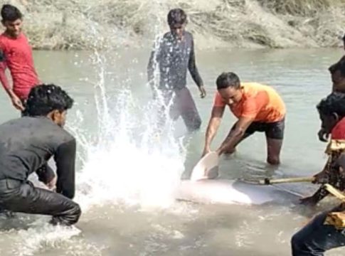 വംശനാശ ഭീഷണി നേരിടുന്ന ഡോൾഫിനെ കൊന്നു; 3 പേർ അറസ്റ്റിൽ