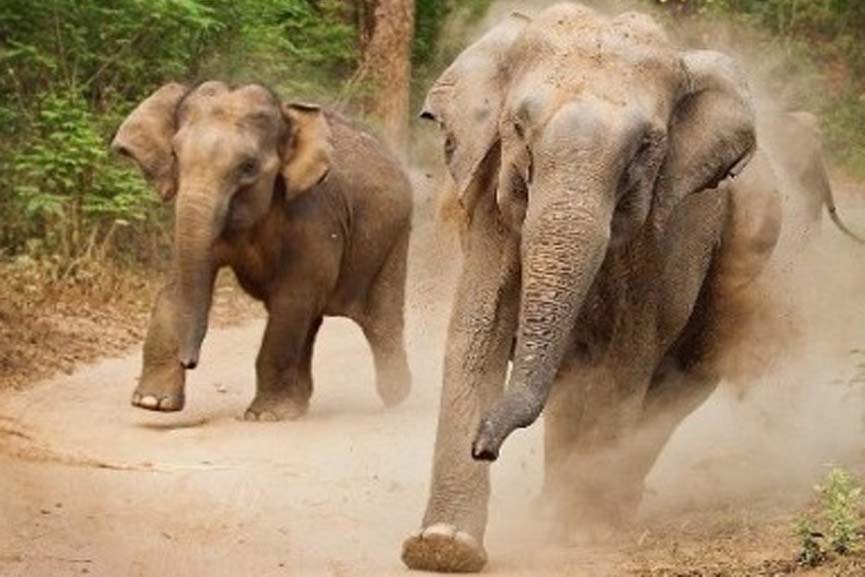 elephant attack