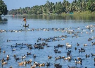 Bulls eye should be avoided; Department of Animal Welfare with guidelines