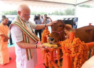 പാഠം പഠിപ്പിക്കാൻ പശുക്കൾ; പരീക്ഷ നടത്താൻ മോദി സർക്കാർ