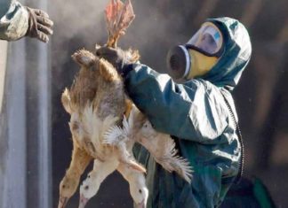 Bird flu; Source Migratory birds; Kill the birds at the source