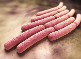 കണ്ണൂരില് ആറ് വയസുകാരന് കൂടി ഷിഗെല്ല സ്ഥിരീകരിച്ചു shigella in kannur