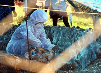 പക്ഷിപ്പനി; കോഴിക്കോടും വ്യാപക പരിശോധന bird flu