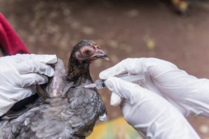 Challenged by 'H5N1'; The World Health Organization expressed concern