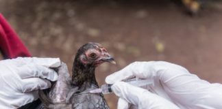 Challenged by 'H5N1'; The World Health Organization expressed concern