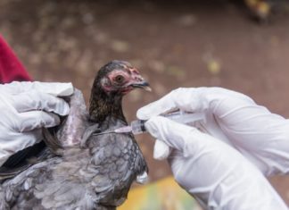 Challenged by 'H5N1'; The World Health Organization expressed concern