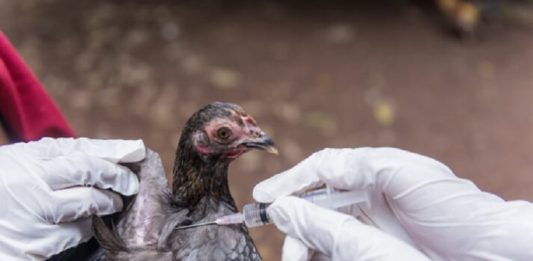 Challenged by 'H5N1'; The World Health Organization expressed concern