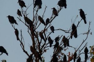 MalabarNews_crows
