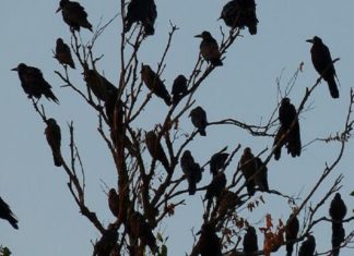 ചേർത്തലയിൽ കാക്കകളിൽ പക്ഷിപ്പനി സ്ഥിരീകരിച്ചു; പരിശോധനക്ക് വിദഗ്ധ സംഘം MalabarNews_crows