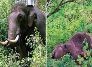 Elephant