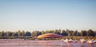 അബുദാബിയിലെ ‘അരയന്ന സങ്കേതം’ സന്ദര്ശകര്ക്കായി വീണ്ടും തുറന്നു Abu Dhabi Flamingo Sanctuary