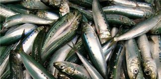 കേരള തീരങ്ങളില് വീണ്ടും മത്തിയെത്തി; പിടിക്കുന്നതില് കരുതല് വേണമെന്ന് മുന്നറിയിപ്പ്