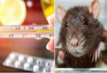 Rat fever