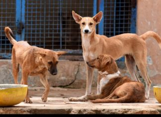 തെരുവ് നായ ശല്യം രൂക്ഷം; കഴിഞ്ഞ ദിവസങ്ങളിൽ കൊന്നത് 1200ഓളം കോഴികളെ street dogs
