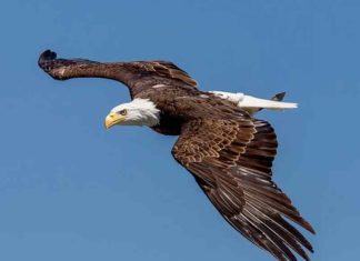 പറക്കുന്നതിനിടെ പരുന്തുകൾ കുഴഞ്ഞു വീഴുന്നു; ഒരാഴ്ചക്കിടെ വീണത് 10 എണ്ണം eagles