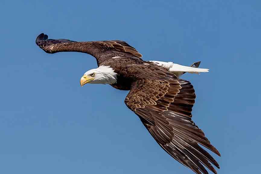 eagles eagles