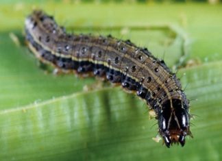 เดตเดฏเดจเดพเดเตเดเดฟเตฝ เดชเดเตเดเดพเดณ เดชเตเดดเตเดเตเดเดณเตเดคเตเดคเดฟ; เดตเดฟเดณเดเตพเดเตเดเต เดตเตป เดจเดพเดถเดจเดทเตโเดเด เดธเดเดญเดตเดฟเดเตเดเดพเด