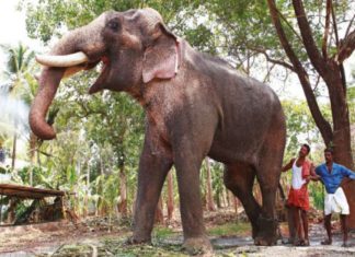 തെച്ചിക്കോട്ടുകാവ് രാമചന്ദ്രന്റെ എഴുന്നള്ളത്ത് വിലക്കി ഉത്തരവ് thechikkotukav