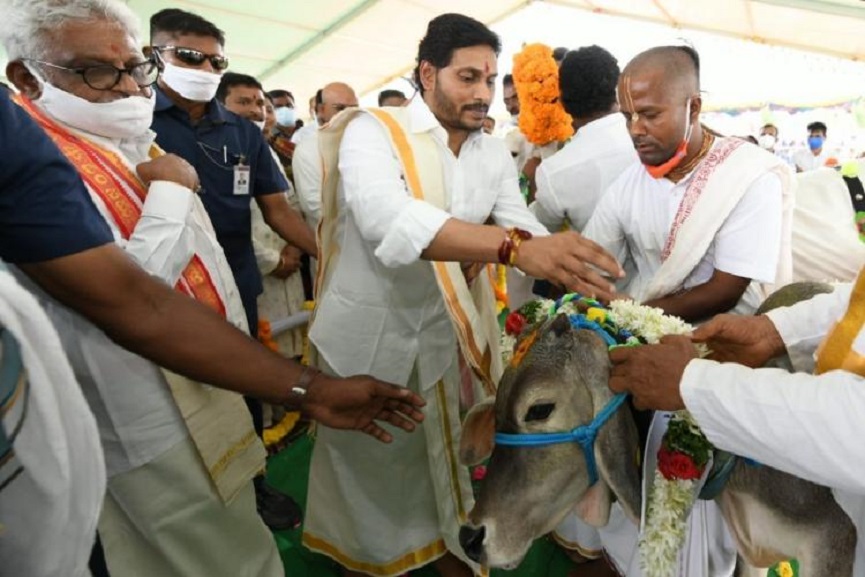 Andhra Pradesh Chief Minister YS Jagan Mohan Reddy in a cow puja