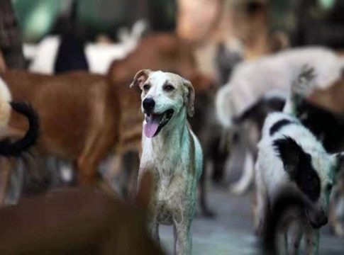 Stray-dogs