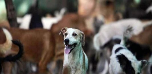 5 വർഷത്തിനിടെ തെരുവുനായയുടെ കടിയേറ്റത് 15 ലക്ഷം പേർക്ക്; 122 മരണം Stray-dogs