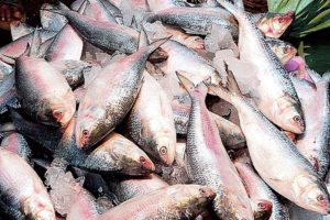 stale fish