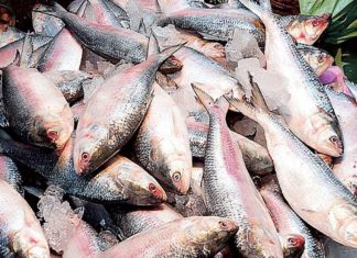stale fish