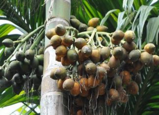 areca nut