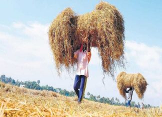 straw