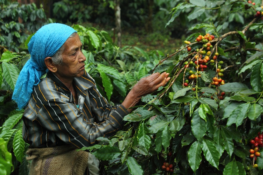 coffee-harvest Wayanad Package