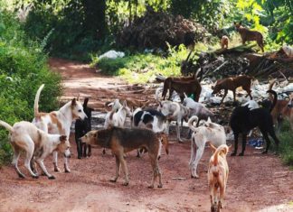 street dogs
