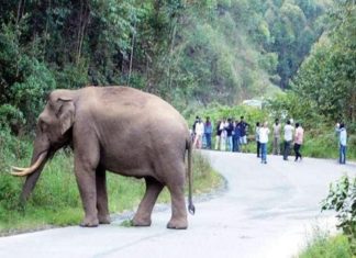 മലമ്പുഴ ഉദ്യാനത്തിന് സമീപം റോഡിൽ കാട്ടാന; പരിഭ്രാന്തരായി യാത്രക്കാർ malampuzha