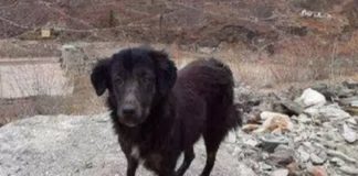 ബ്ളാക്കി കാത്തിരിക്കുന്നു; അന്നമൂട്ടിയവരെ ഒരുനോക്ക് കാണാൻ dog.blacky