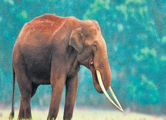 wild elephant