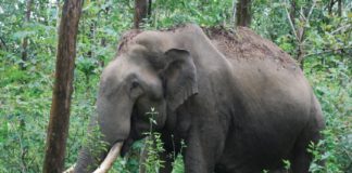 wild elephant