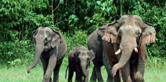 wild elephants in wayanadu