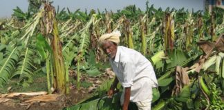 banana farming